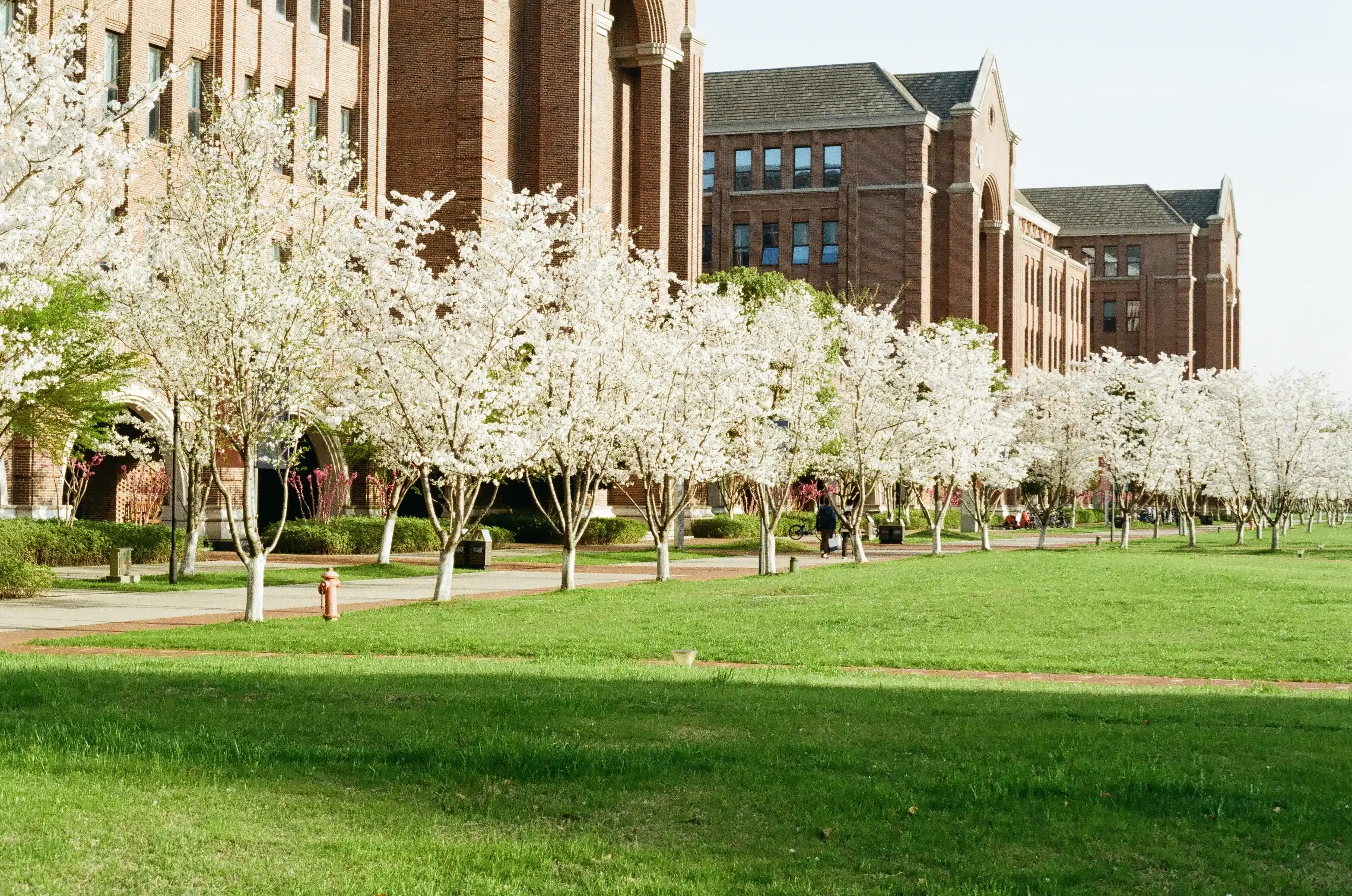 Spring Blossom Path
