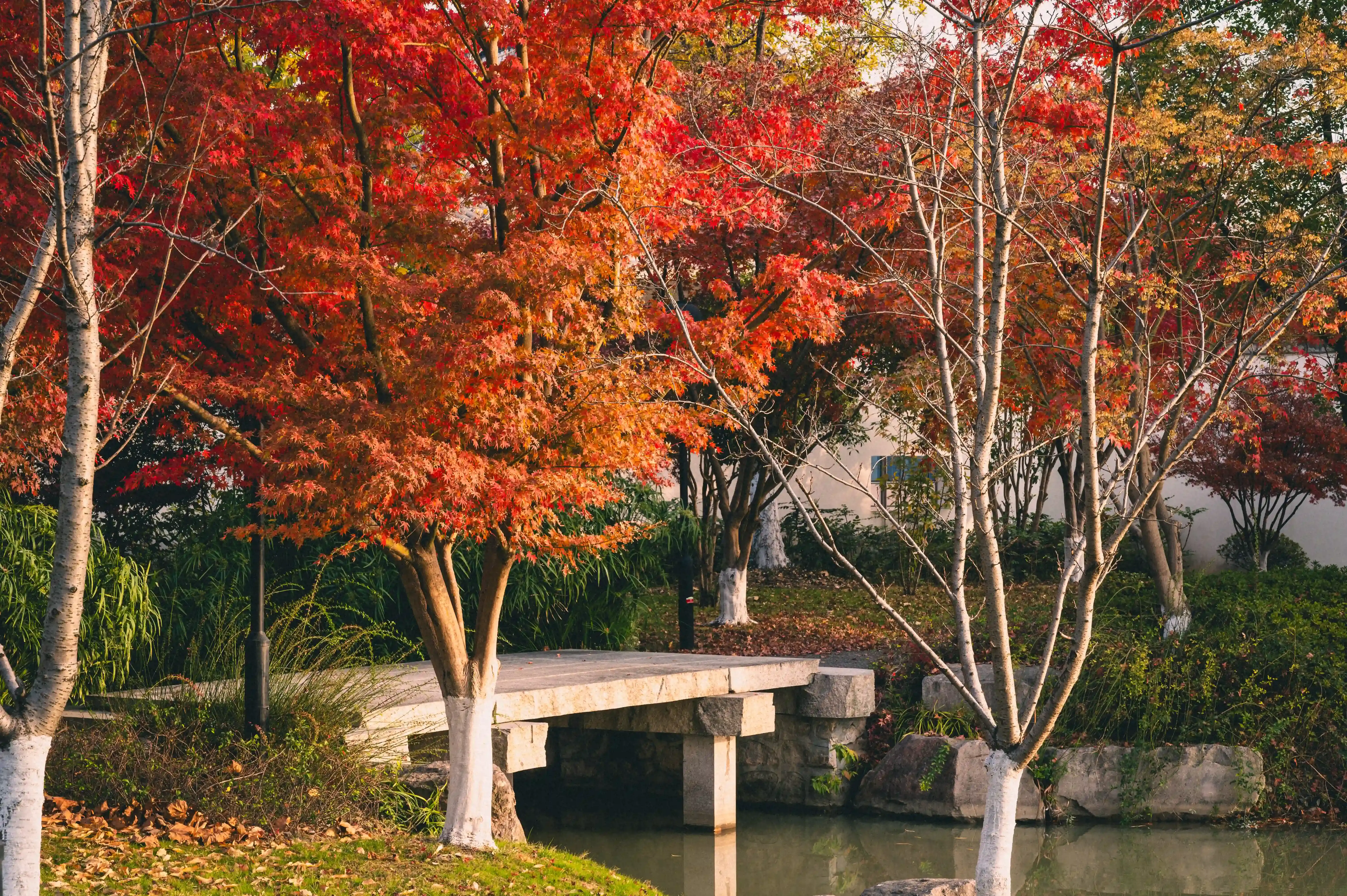 Autumn Maple Bridge