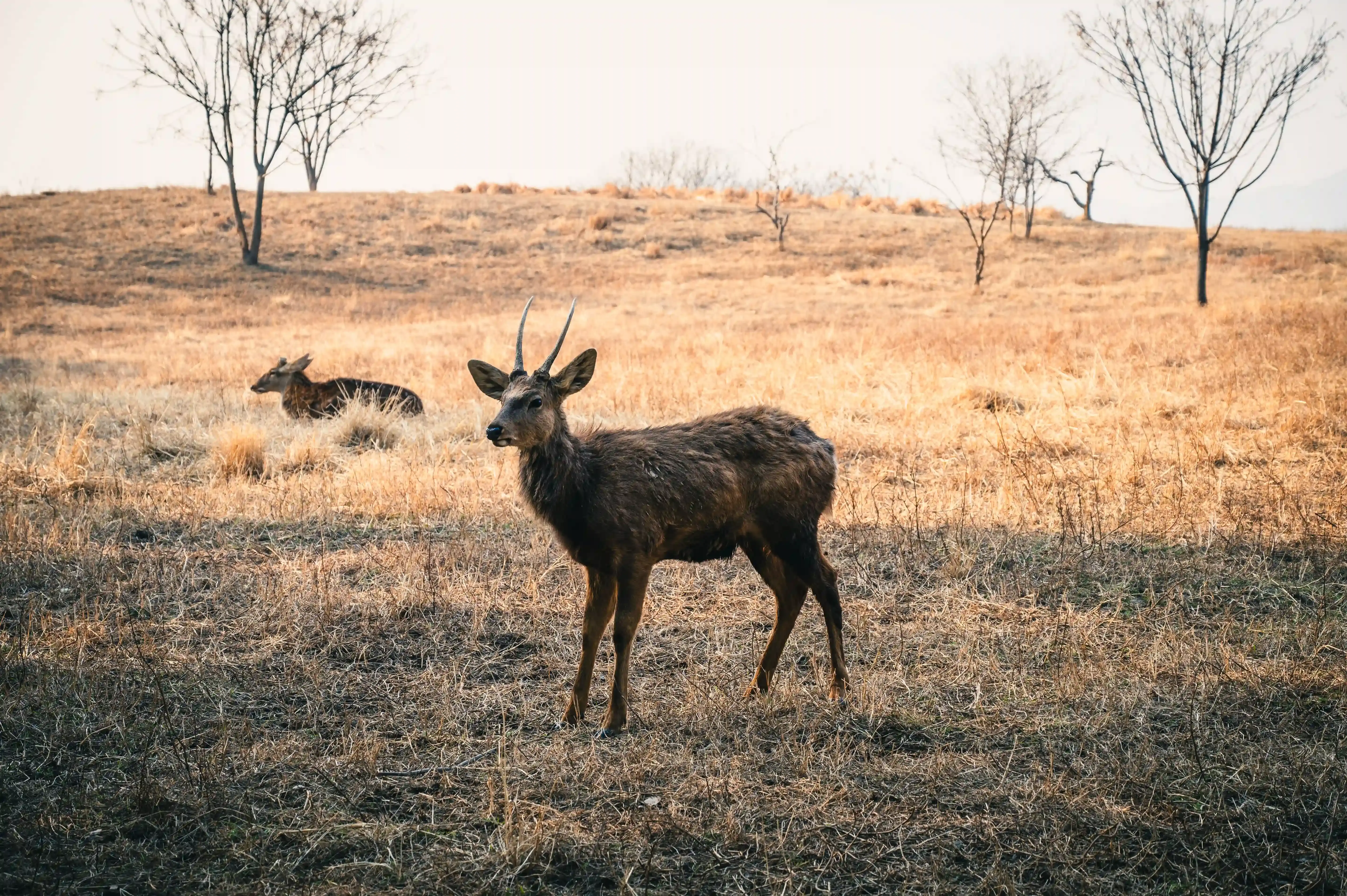 Deer in a Dry Meadow