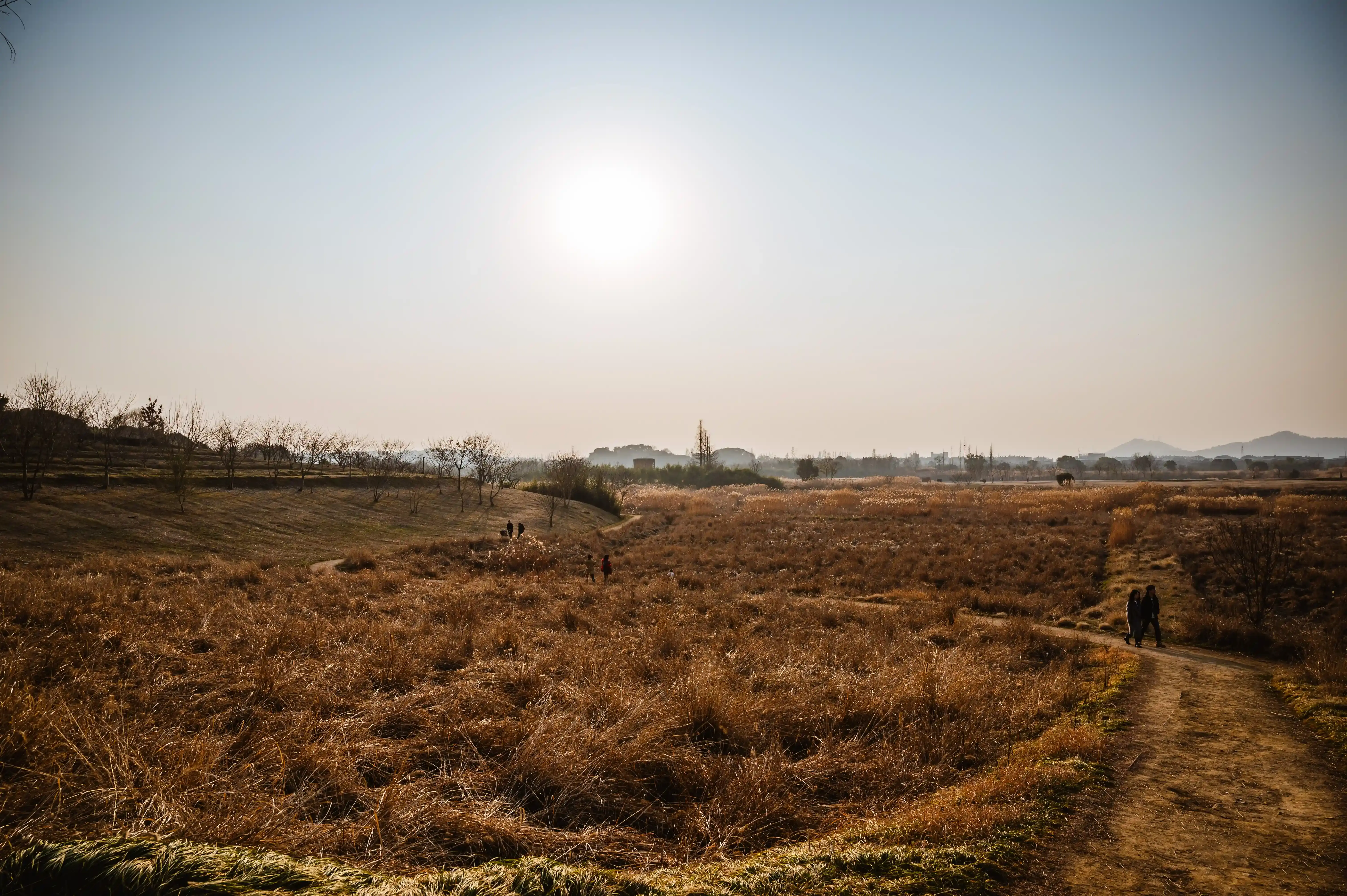 Wide Autumnal Meadow Landscape
